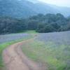 Looking back downhill, a coyote crosses the path in the evening.