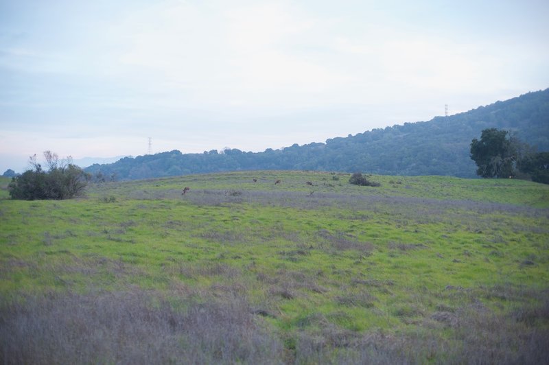 Deer feed in the fields in the evening.