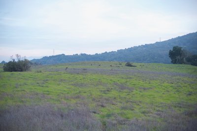 Deer feed in the fields in the evening.