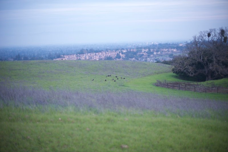 Off to the left, turkeys feed in the fields in the evening. You can see the developed area of the Bay Area and what the preserve would have become if not protected.