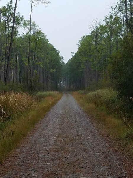 An egret flies in the distance along Boy Scout Road.