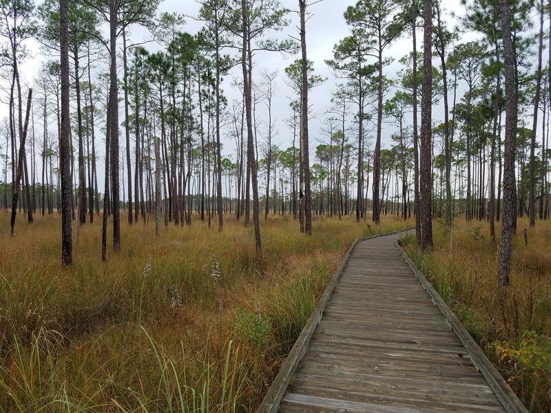 A boardwalk travels through marsh and pine along Boy Scout Road.