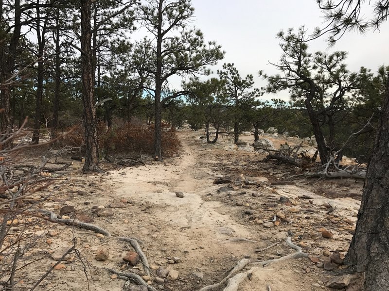 Scrub pines alongside the trail.