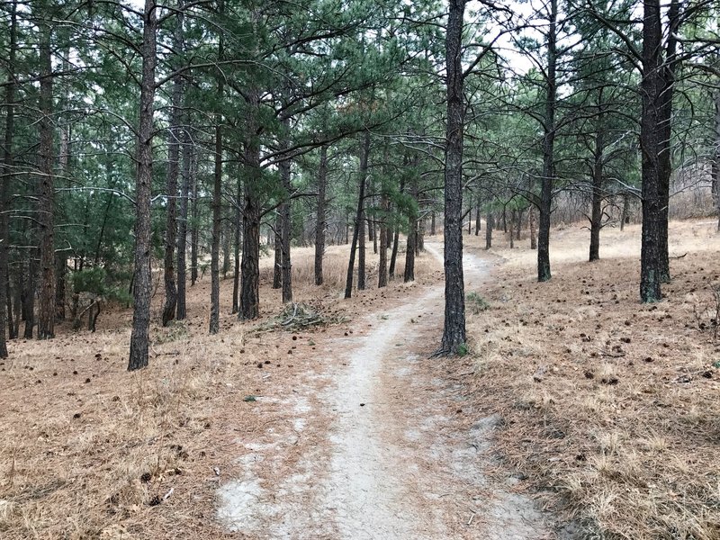 A nice wooded section of the trail.
