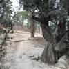 A gnarled tree with plenty of character.