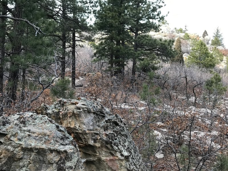 The Scrub Oak Path trail.