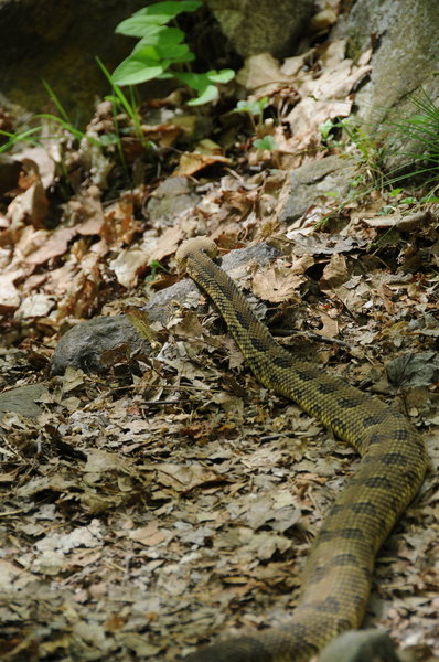 Stay mindful of where you step - there are Eastern Timberland Rattlesnakes in Harriman State Park.