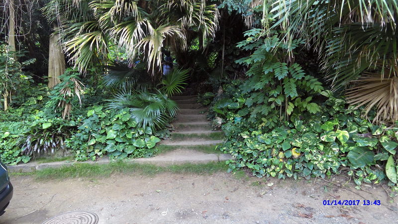 The trailhead almost hides in the dense Hawaiian vegetation.