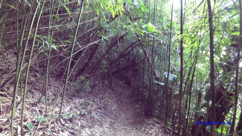 Bamboo surrounds the trail in Friendship Garden.