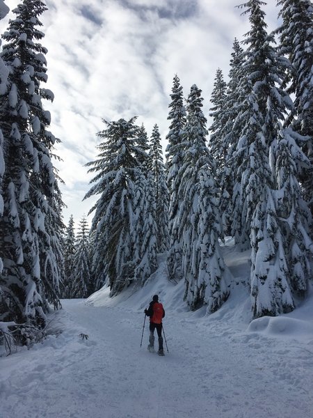 The packed logging road made for easy, peaceful snowshoeing through the trees.