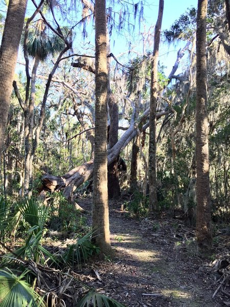 Damage from Hurricane Matthew is readily visible along the Palm Hammock Trail.
