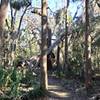 Damage from Hurricane Matthew is readily visible along the Palm Hammock Trail.