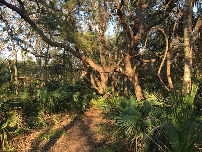 The Palm Hammock Trail travels under the oak canopy.