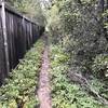 The trail becomes very narrow as it passes between the residential area and PG&E property.