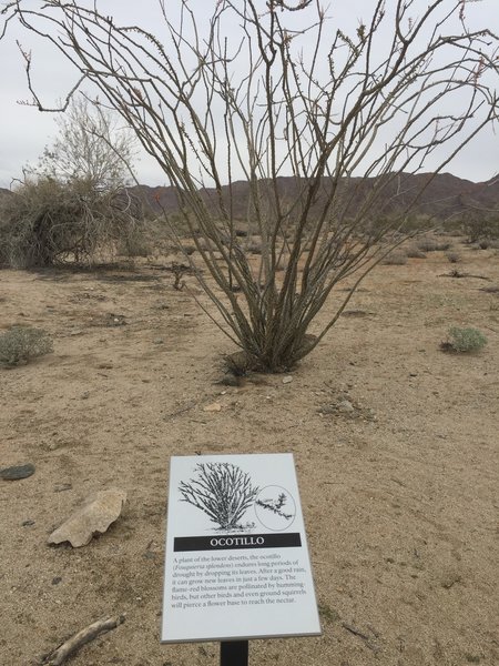 This is a good example of how the signs relate to the plants on the trail.