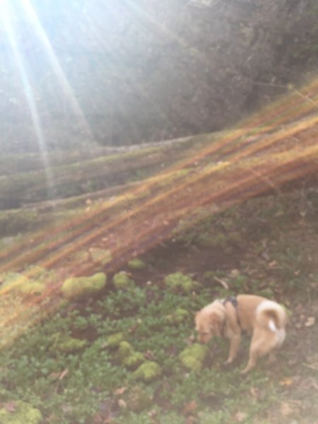 Baxter the Adventure Dog enjoys the spring.