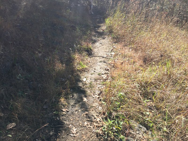 Toward the end of my hike in Meramec State Park, I was held captive by a snake across the trail. You have to zoom in to see it, but I'm pretty sure it was a 15 ft anaconda...