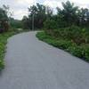 Restoration plantings along the trail provide a nice pop of color.