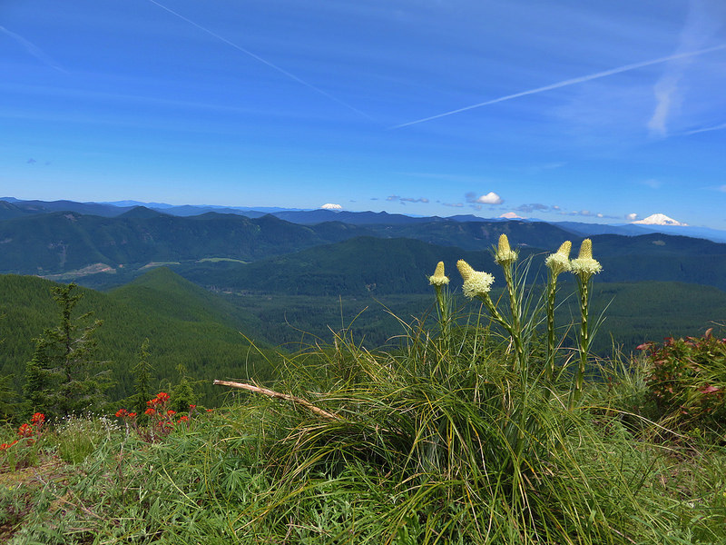 You'll get a great view of three Cascade peaks from the Zigzag Mountain Trail. L to R: Mount St. Helens, Mount Rainier, and Mount Adams. Photo by Yunkette.