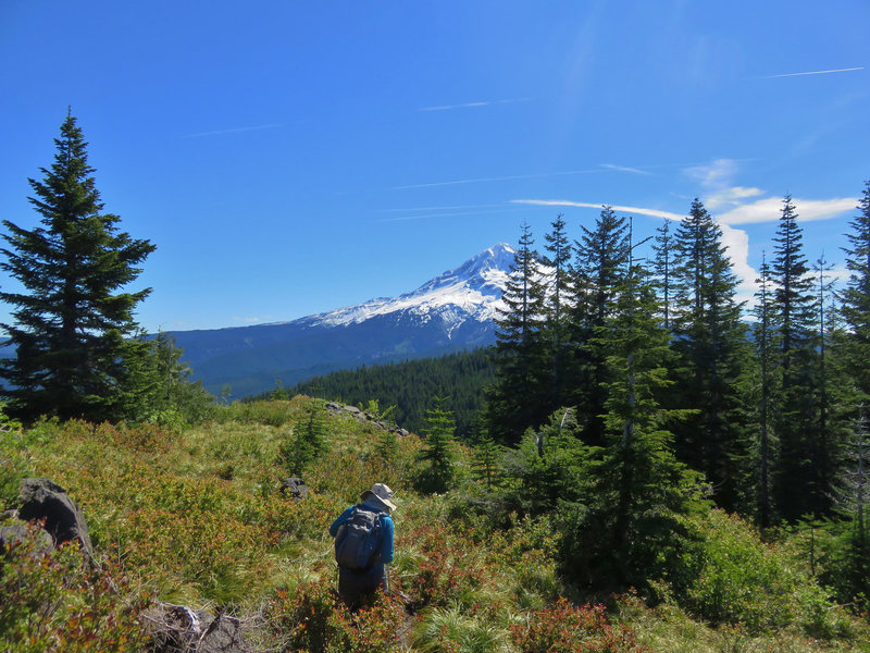 The huckleberry-picking on Zigzag Mountain Trail #775 can be phenomenal. Photo by Yunkette.