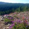 Rock penstemon grow on the Douglas Trail. Photo by Cameron Brown.