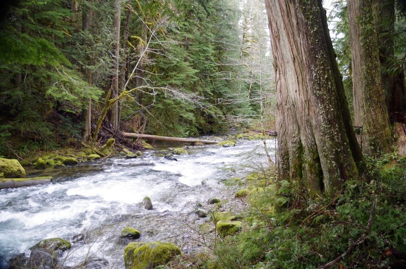 The south end of Still Creek ends at Still Creek Road. Cross the road to the creek to see first-hand the significant investments in improving salmon habitat. Check for spawning salmon. Photo by John Sparks.