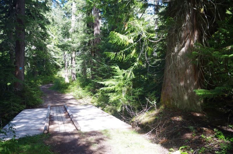 The Summit Trail has large western red cedar as well as Alaskan cedar. This is the bridge across the South Fork Camp Creek. It is open to mountain bikes, and is also good for x-c skiing and snowshoeing. Photo by John Sparks.