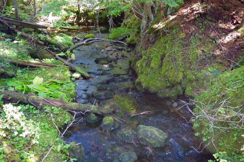 The Summit Trail crosses another tributary of Camp Creek. Skunk cabbage (large leaves on the left) is common in the wet areas. Photo by John Sparks.