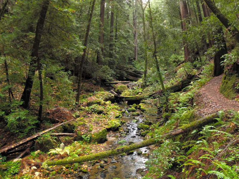 West Waddell Creek trickles through a verdant forest in Big Basin Redwoods State Park.