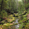 West Waddell Creek trickles through a verdant forest in Big Basin Redwoods State Park.