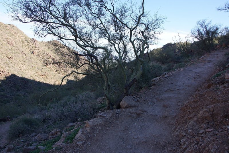 The Sunrise Trail begins its steady climb right from the trailhead.