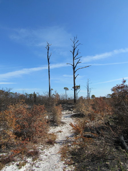 A controlled burn passed through this area along the trail.