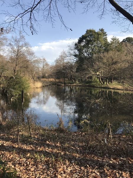 Kingfisher Pond's glassy surface shines in the daylight.