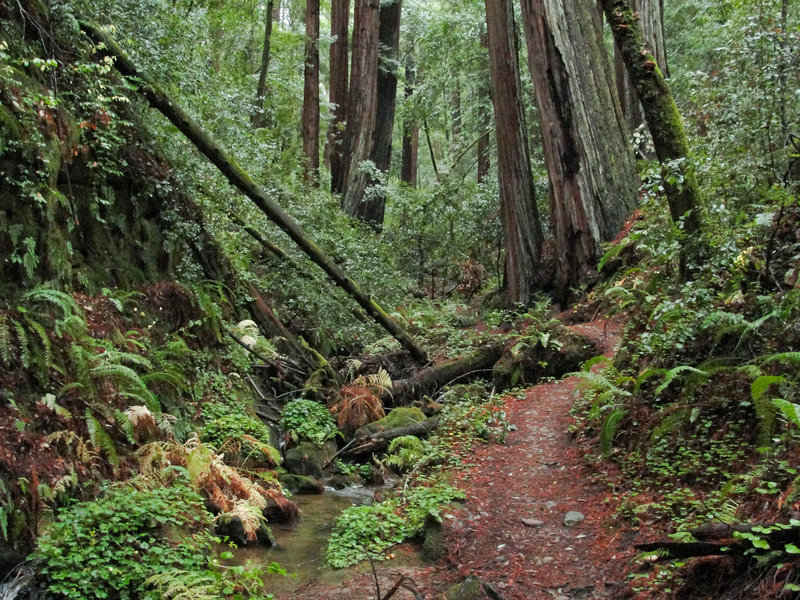 The old-growth redwood forests teem with life along the Berry Creek Falls Trail.