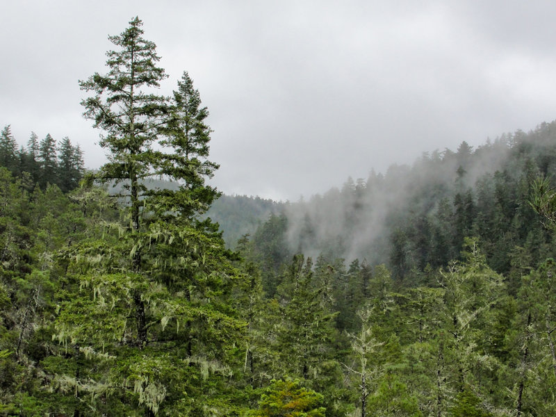 Fog drifts through the mountains on a rainy day in Big Basin Redwoods State Park.