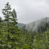 Fog drifts through the mountains on a rainy day in Big Basin Redwoods State Park.