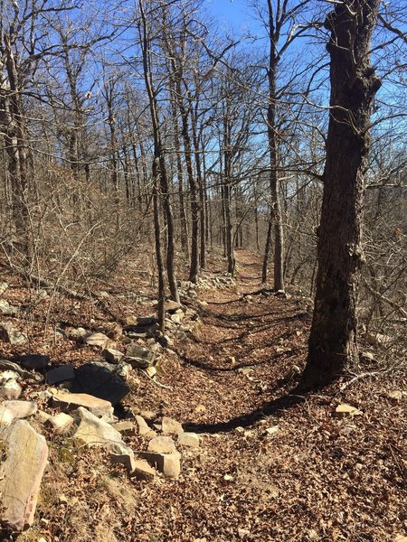 This ancient (possibly Etruscan) wall guides you through dense hardwood forests along the Rich Mountain Trail (RMT).