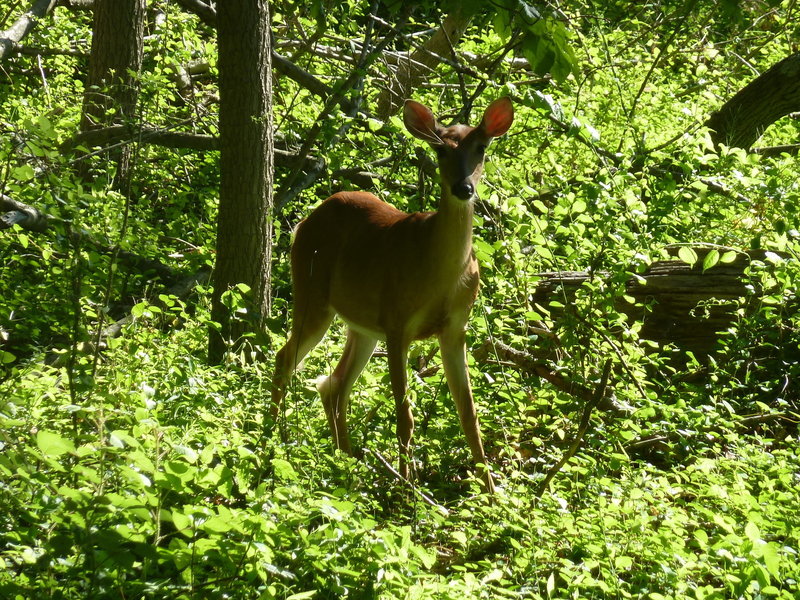 Someone's out for an early morning walk at Hildacy Farm Preserve.