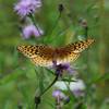 A butterfly lands on a flower in Schunnemunk Mountain State Park.