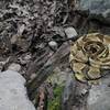 A rattlesnake blocks the Dark Hallow Trail in Schunnemunk Mountain State Park.