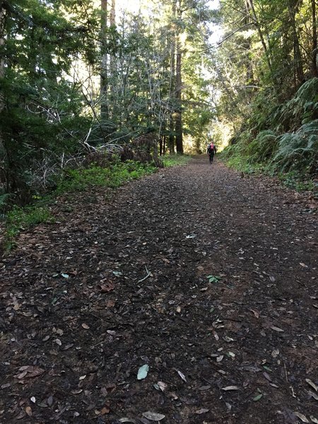 It's a smooth ascent to the parking area along the Purisima Creek Trail.