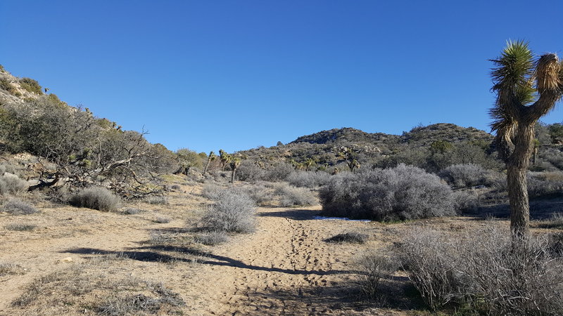 Expect great views further in along this trail. While it's mostly sand throughout, some areas are loose and others are more hardpack.