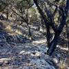 The terrain through which the Camp Eagle - Zip Trail passes is rocky and warrants watching where you place your feet.