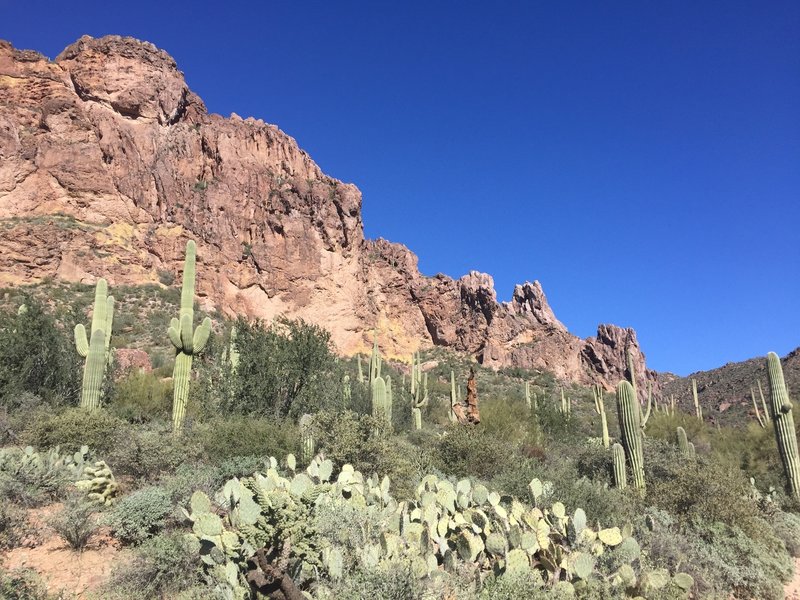 Saguaro and prickly pear guard the area near Peralta Spring.