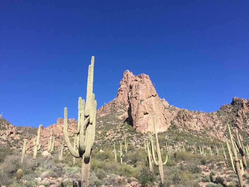 A forest of saguaro stand in front of a geologic formation.