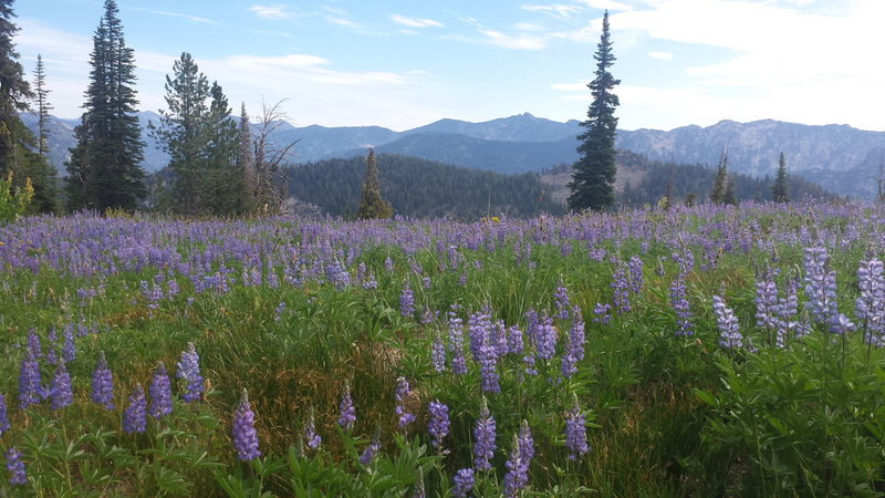 A meadow full of lupines graces the hills near Boulder Mountain.