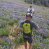 Our group runs through fields of lupine in Payette National Forest.