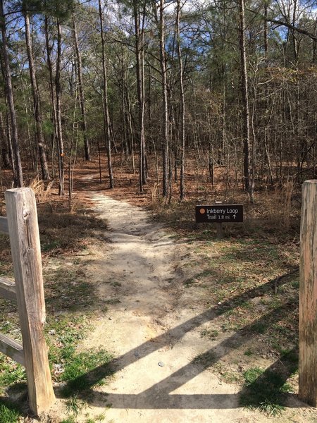 The Inkberry Loop Trail travels through dense forests.