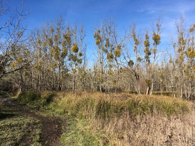 Mistletoe eats away at the grove along the Blackberry Trail.