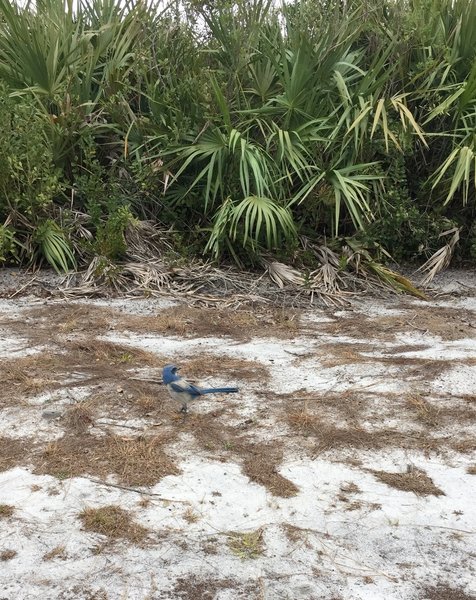 Enjoy numerous scrub jays where the two habitats meet.